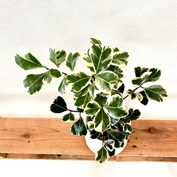 観葉植物現品販売