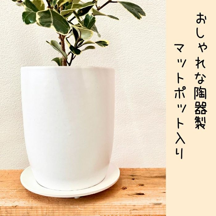 観葉植物現品販売