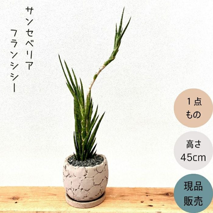 観葉植物現品販売