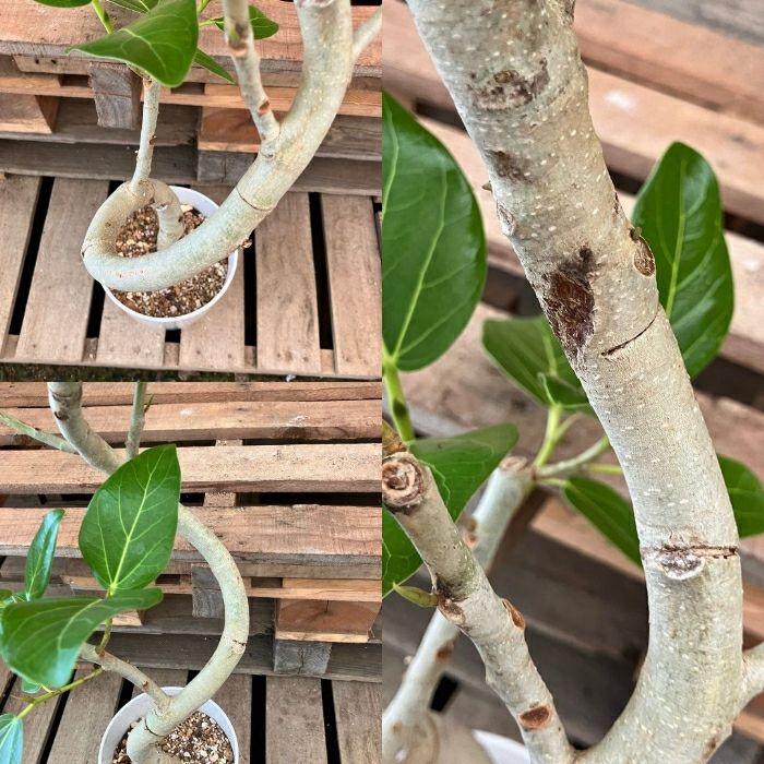 観葉植物現品販売