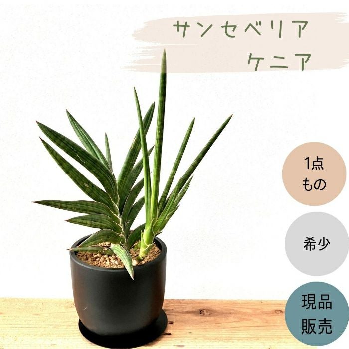 観葉植物現品販売