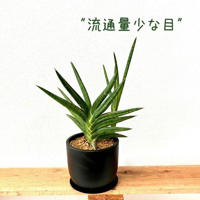 観葉植物現品販売