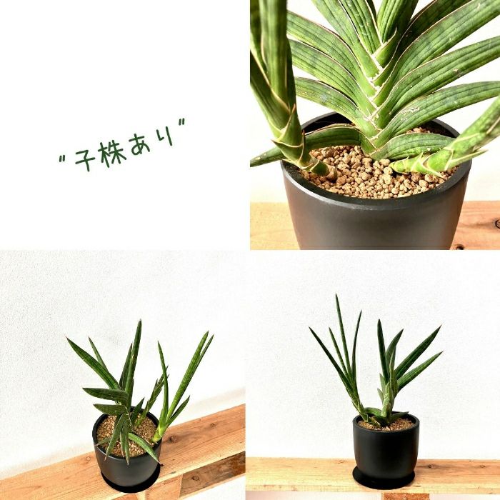 観葉植物現品販売