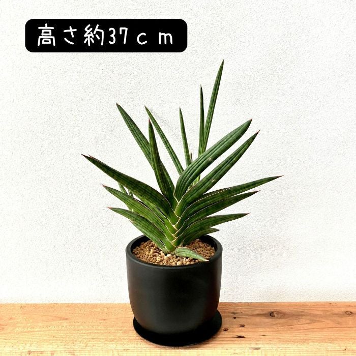 観葉植物現品販売