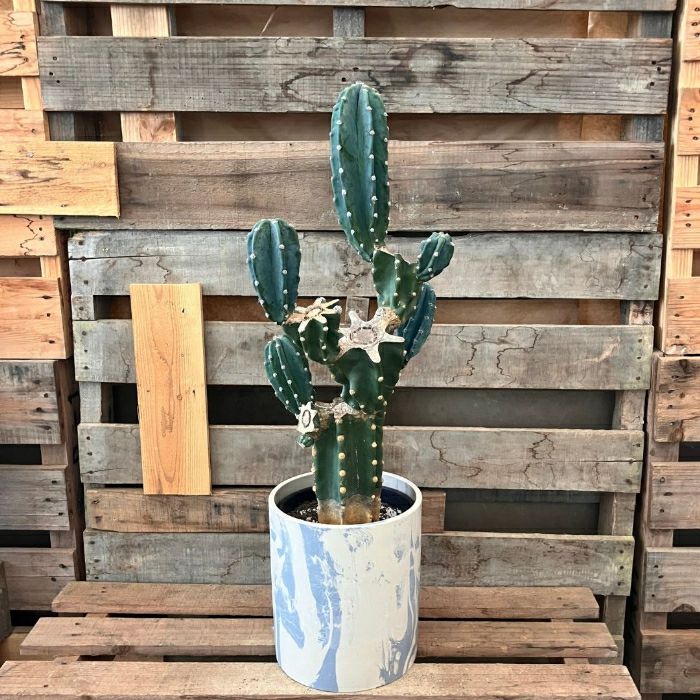 観葉植物 本物 【現品】柱サボテン ブランチ仕立て おしゃれな樹脂製