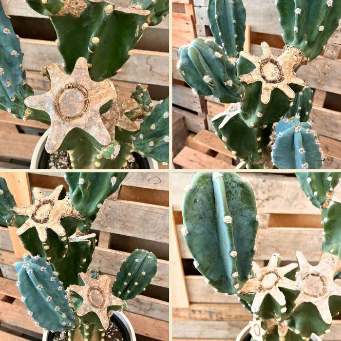 観葉植物現品販売