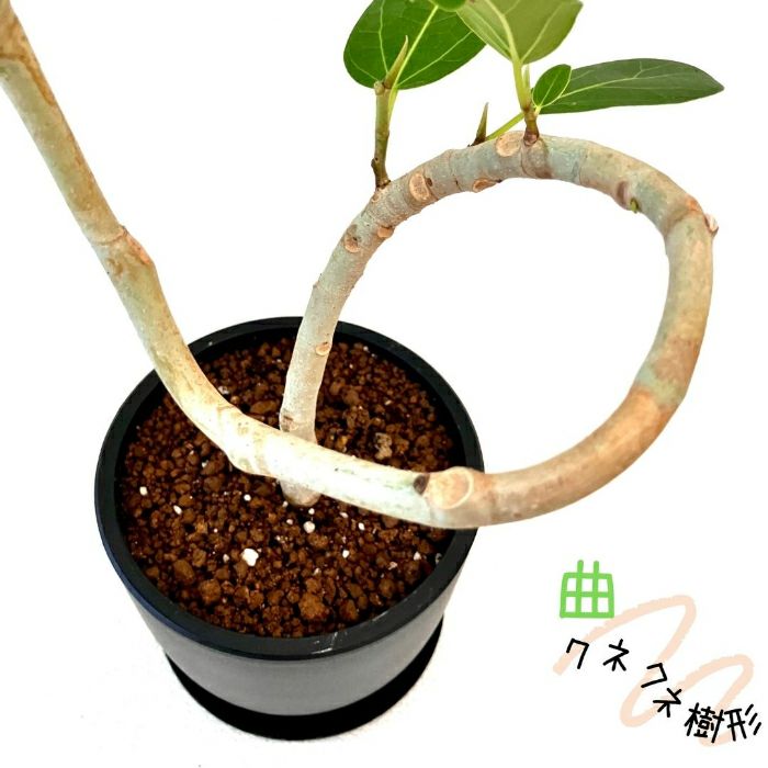 観葉植物現品販売