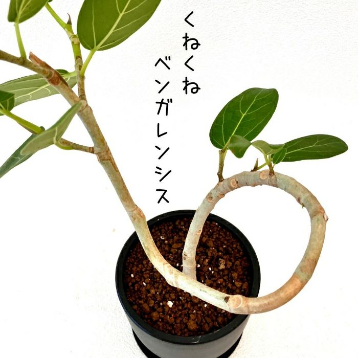 観葉植物現品販売
