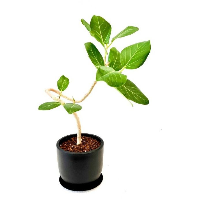 観葉植物現品販売