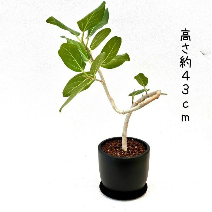 観葉植物現品販売