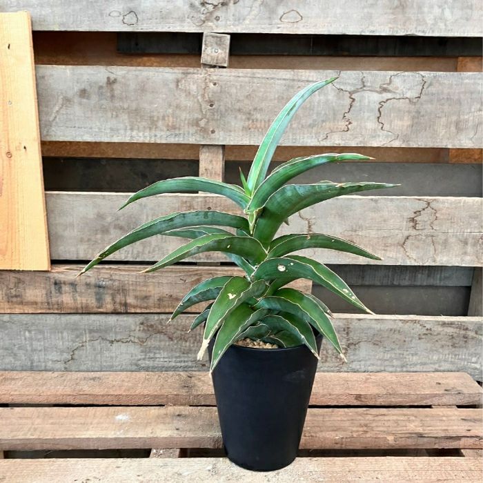 観葉植物 本物 【現品】 希少 1点もの ☆入手困難☆ サンスベリア
