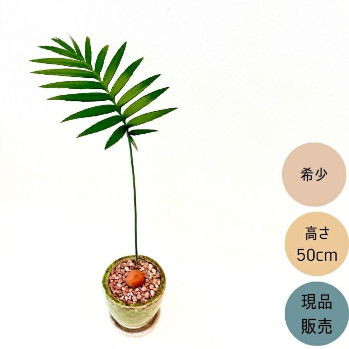 観葉植物現品販売