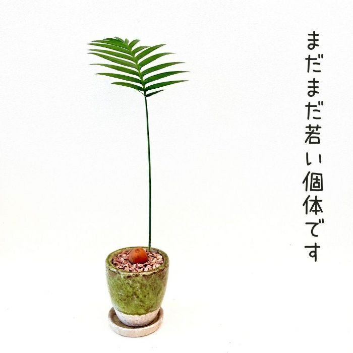 観葉植物現品販売