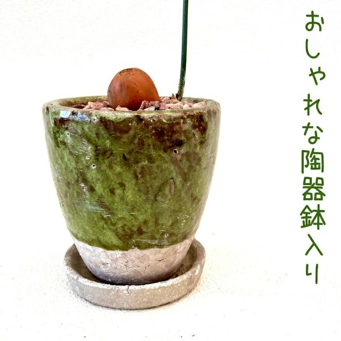 観葉植物現品販売