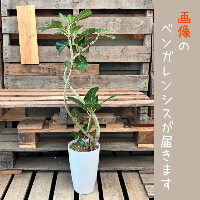 観葉植物現品販売