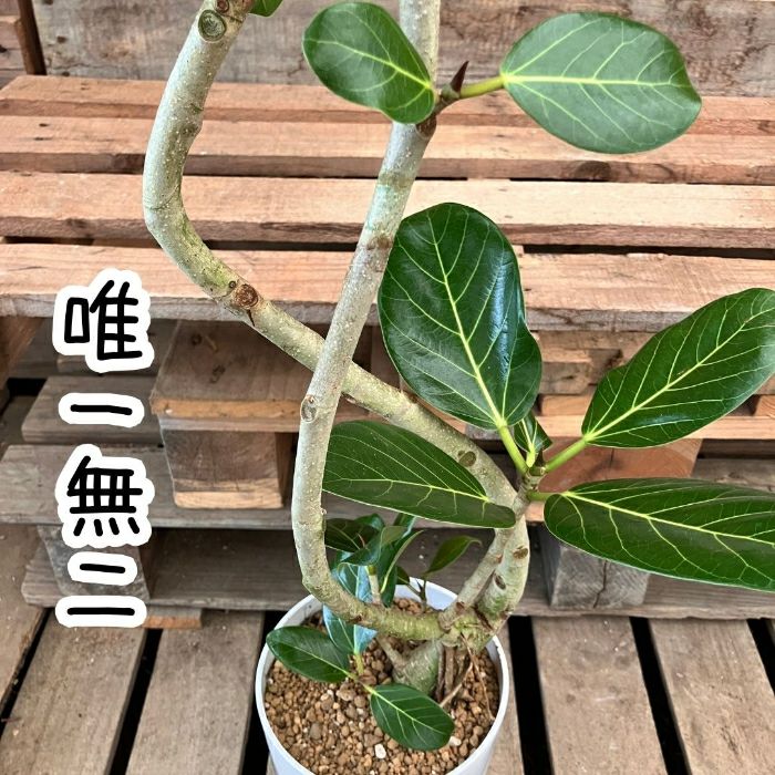観葉植物現品販売