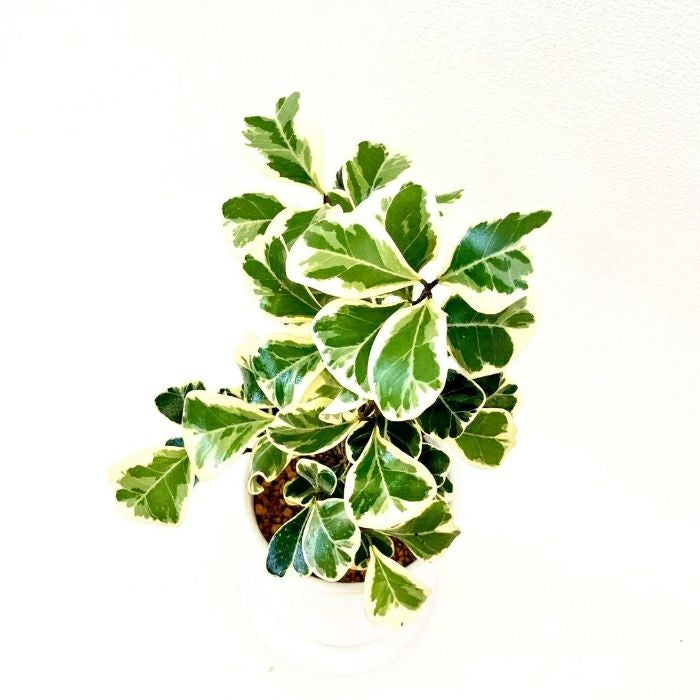 観葉植物現品販売