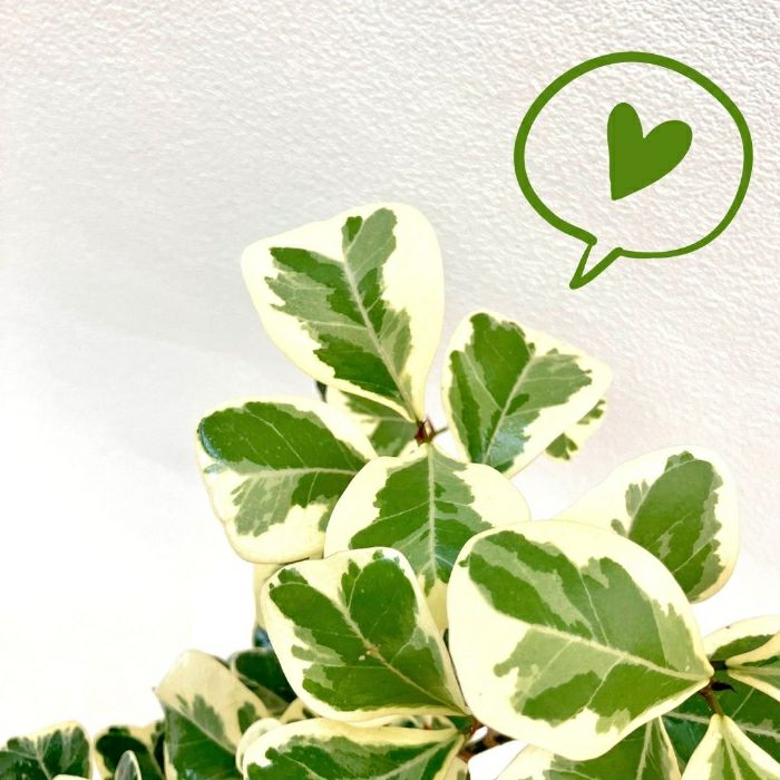 観葉植物現品販売