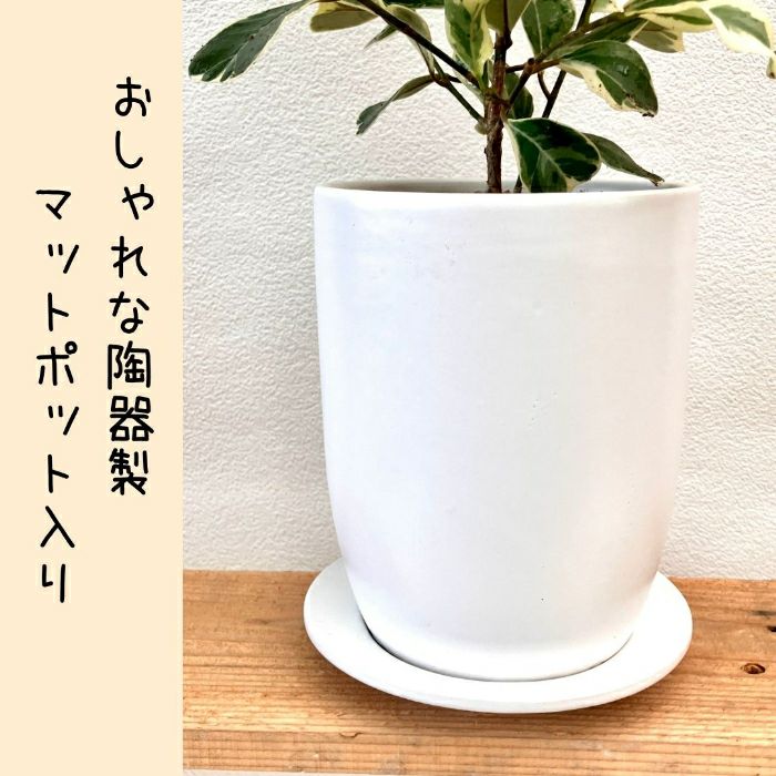 観葉植物現品販売