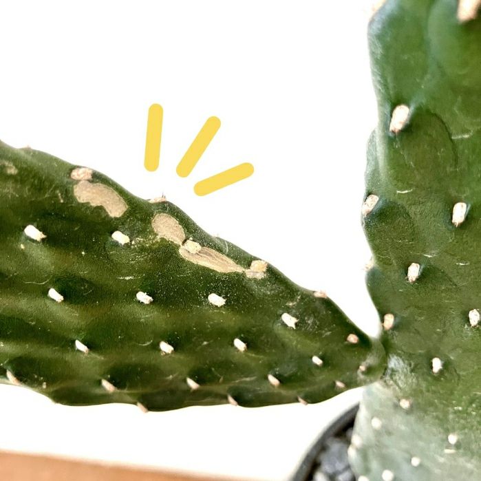 観葉植物現品販売