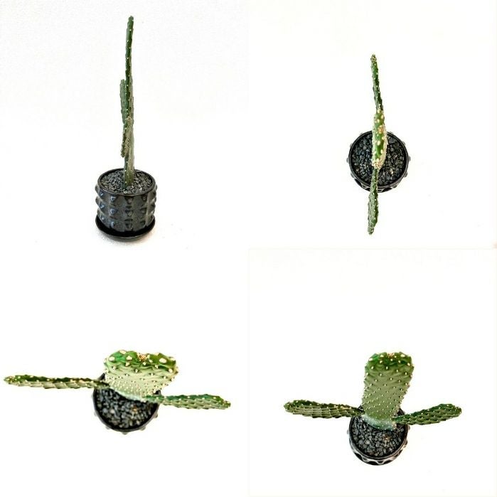 観葉植物現品販売