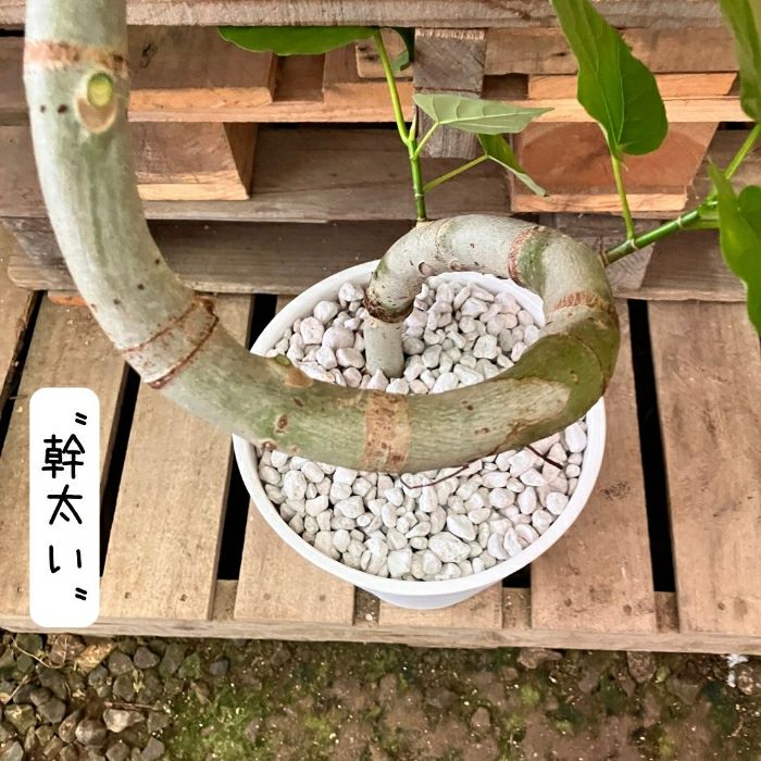 観葉植物現品販売