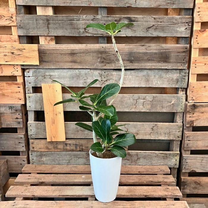 観葉植物現品販売