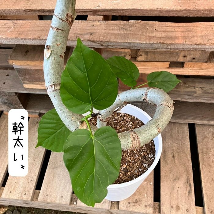 観葉植物現品販売