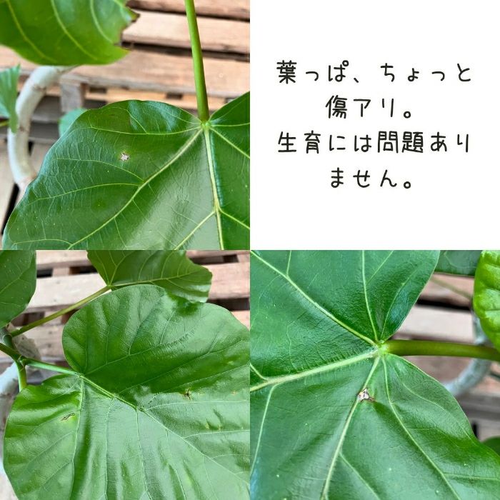 観葉植物現品販売