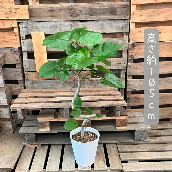 観葉植物現品販売