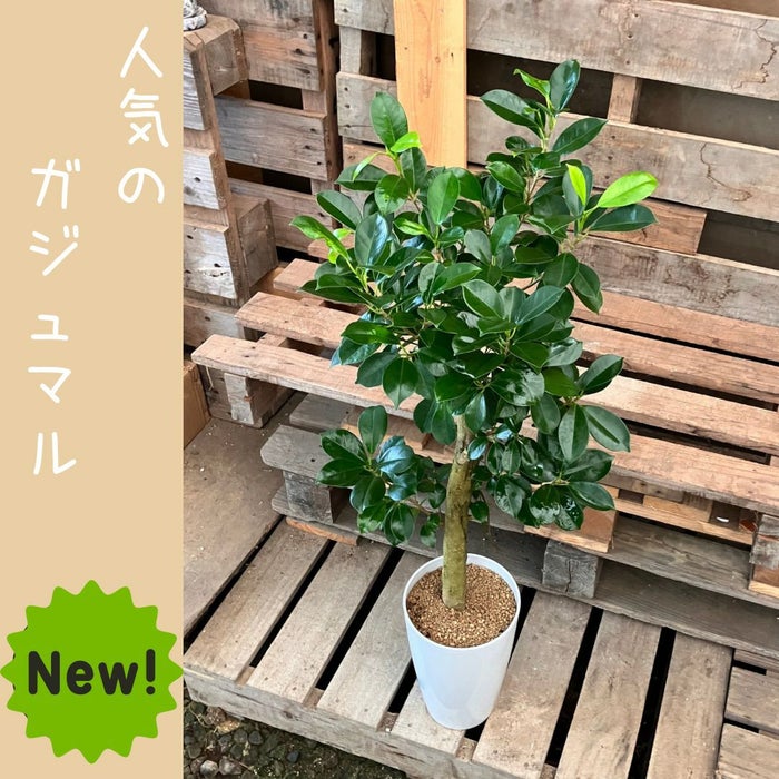 観葉植物現品販売