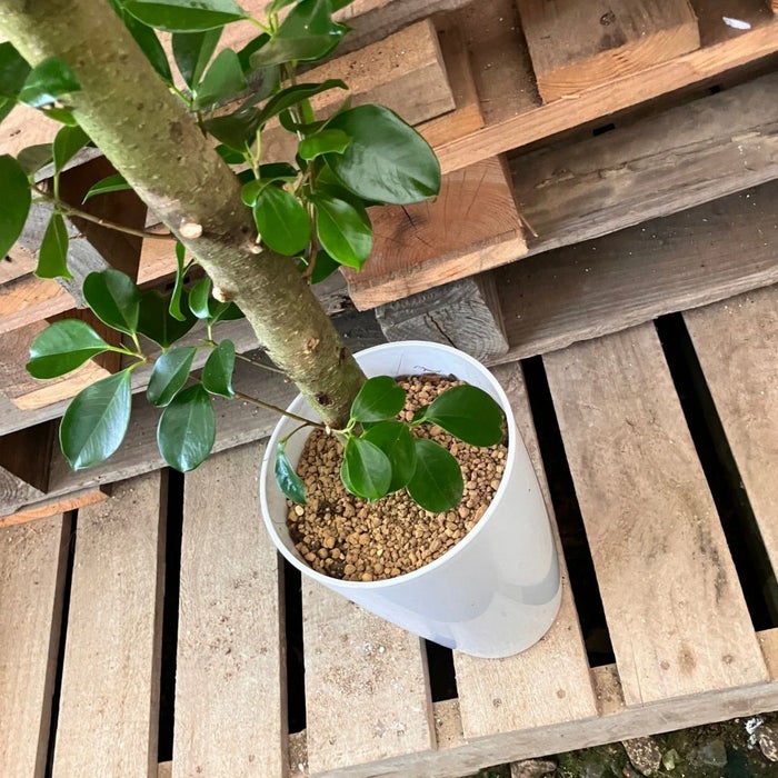 観葉植物現品販売