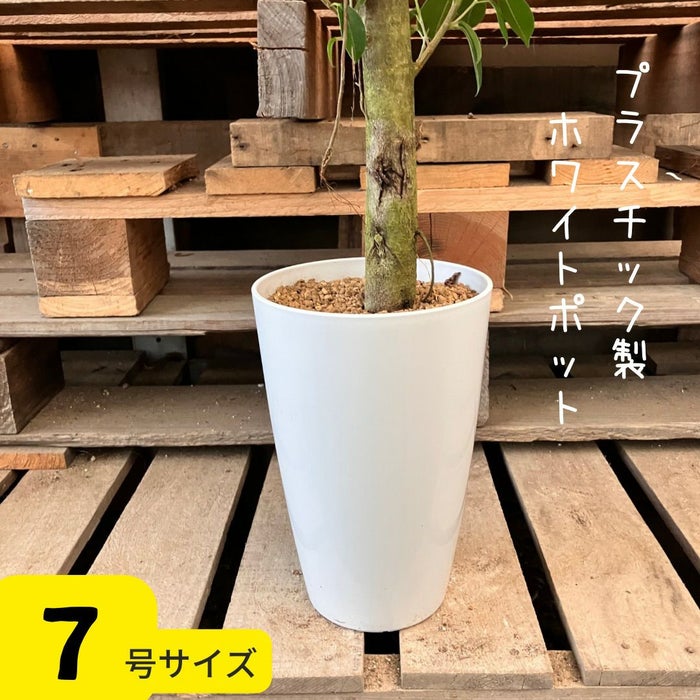 観葉植物現品販売