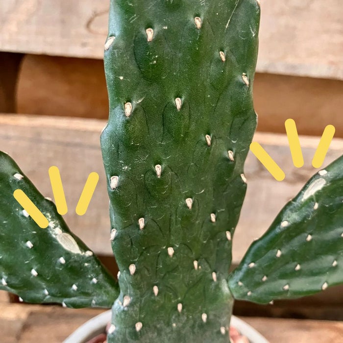 観葉植物現品販売