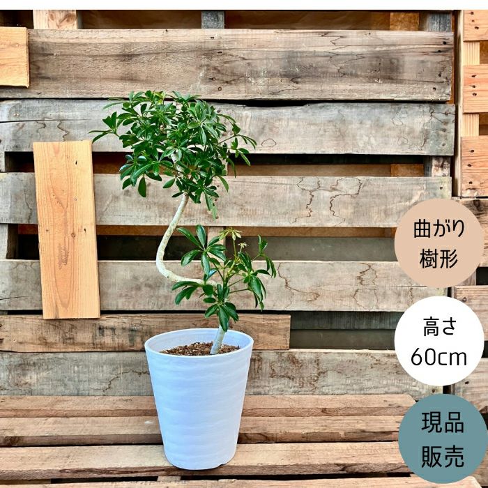 観葉植物現品販売