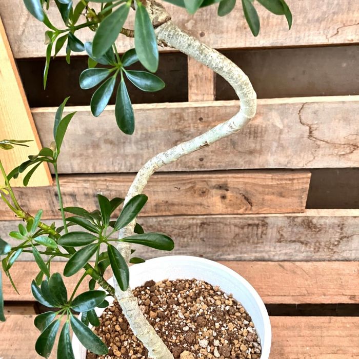 観葉植物現品販売