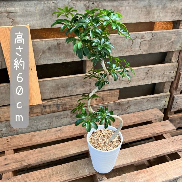 観葉植物現品販売