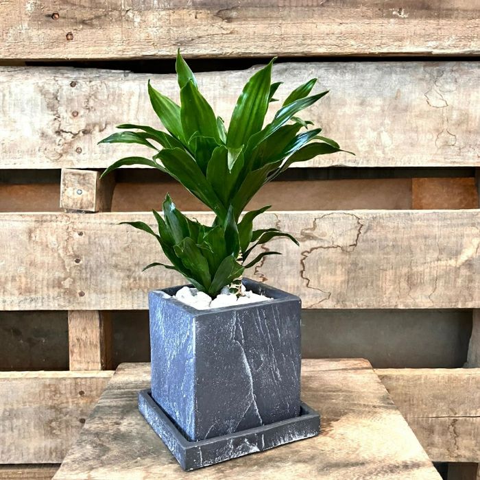 観葉植物現品販売