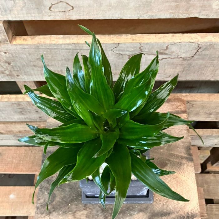 観葉植物現品販売