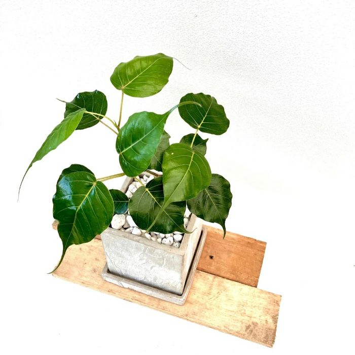 観葉植物現品販売