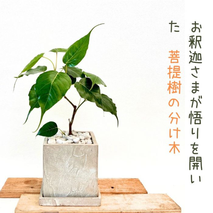 観葉植物現品販売