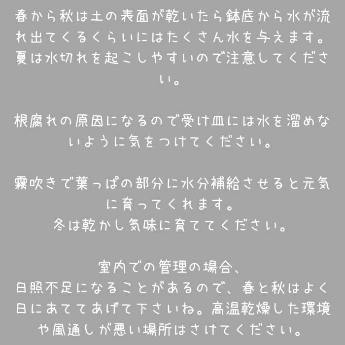 観葉植物現品販売