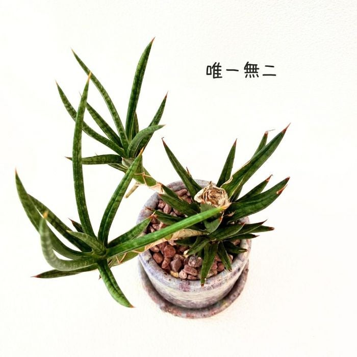 観葉植物現品販売