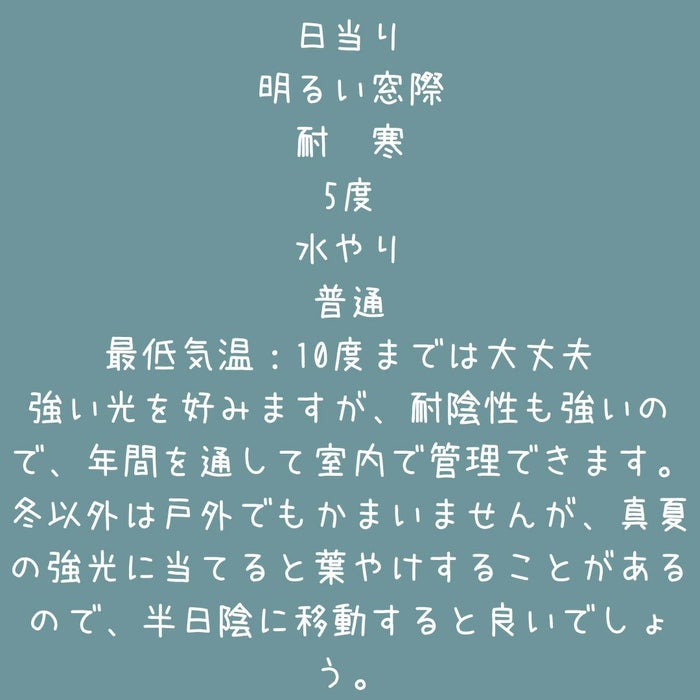 観葉植物現品販売