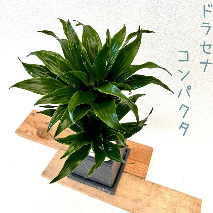 観葉植物現品販売