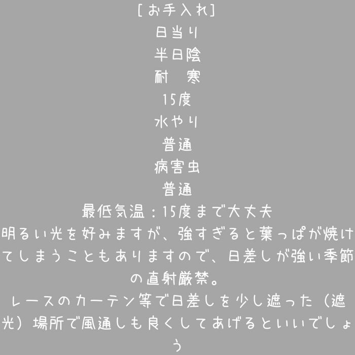 観葉植物現品販売