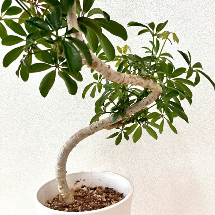 観葉植物現品販売