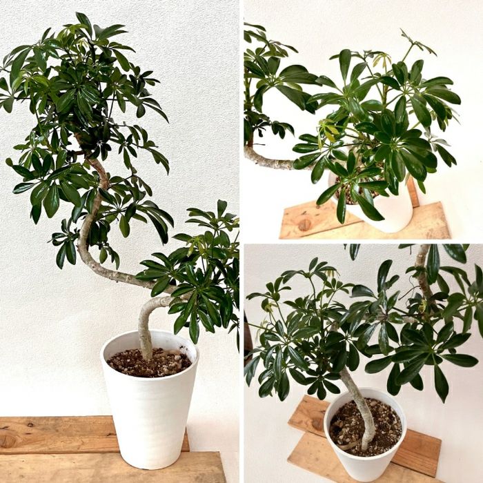 観葉植物現品販売