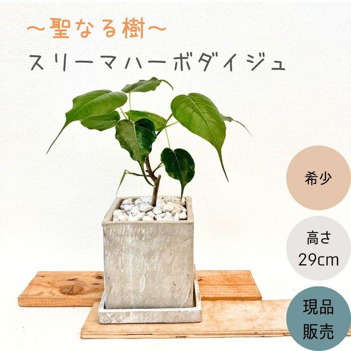 観葉植物現品販売