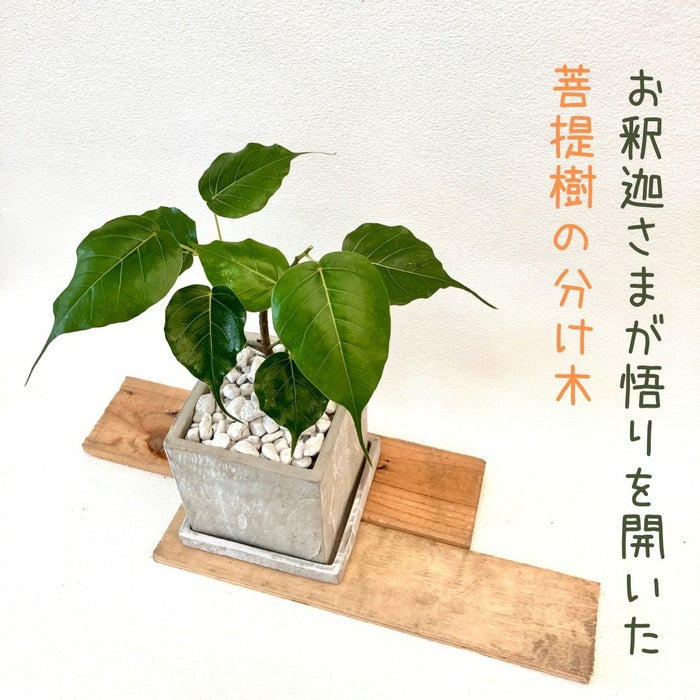 観葉植物現品販売